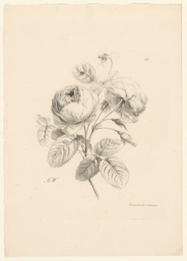 Roses