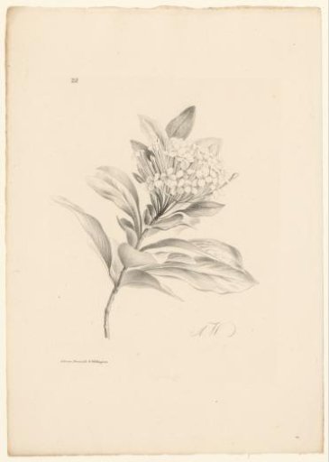 Hydrangea