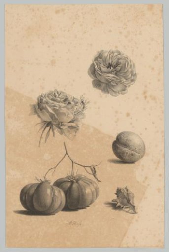 Roses, tomatoes, apricot and shell
