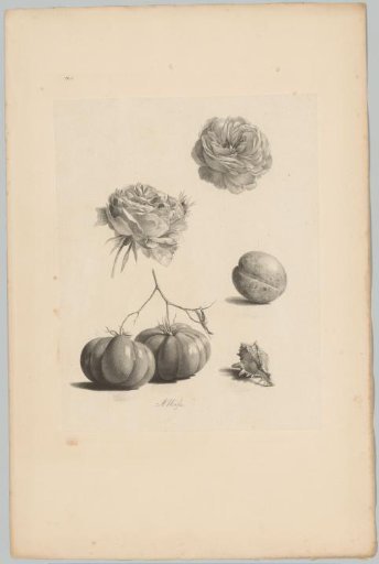 Roses, tomatoes, apricot and shell