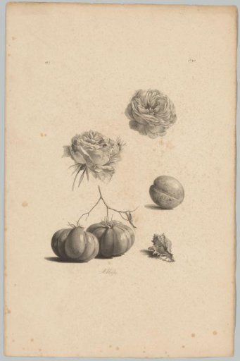 Roses, tomatoes, apricot and shell