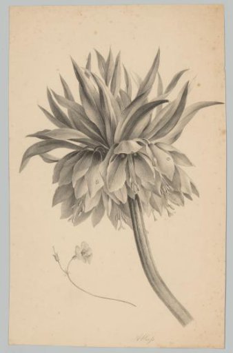 Flower on a stem