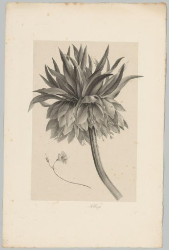 Flower on a stem