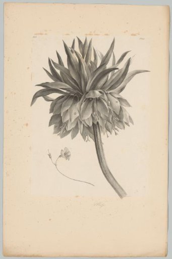 Flower on a stem