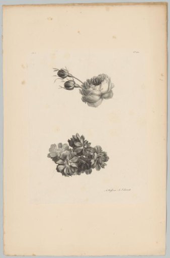 Rose with buds and other flowers
