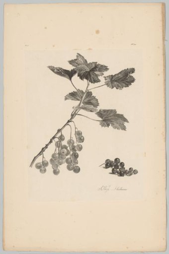 Redcurrants