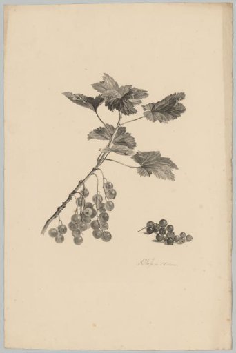 Branch with berries
