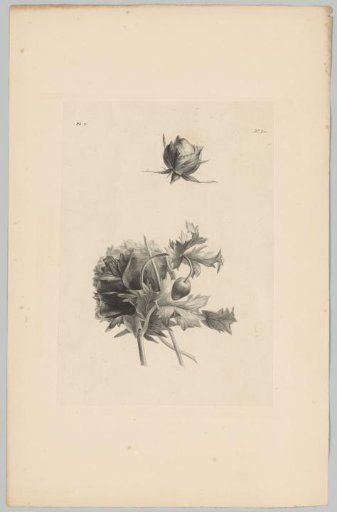 Rose and other flower