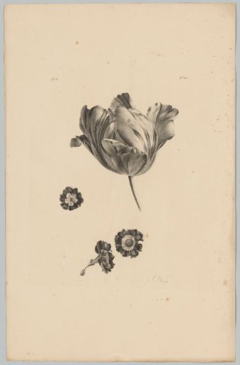 Tulip and other flowers