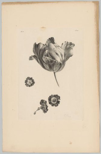 Tulip and other flowers