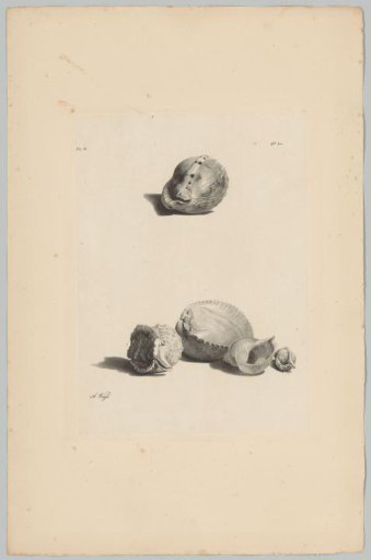Shells