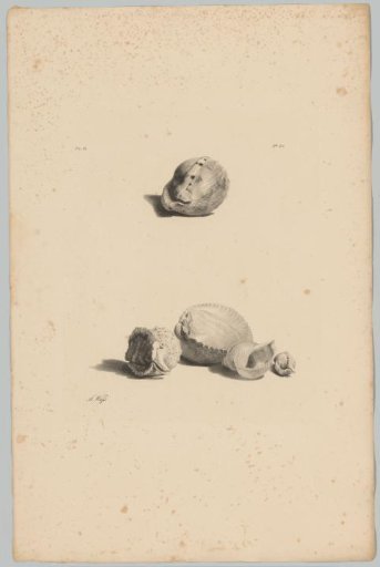 Shells