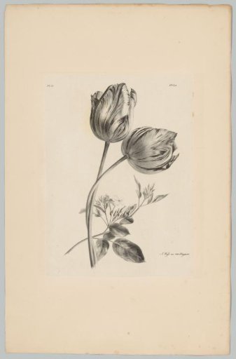 Two tulips and other flower