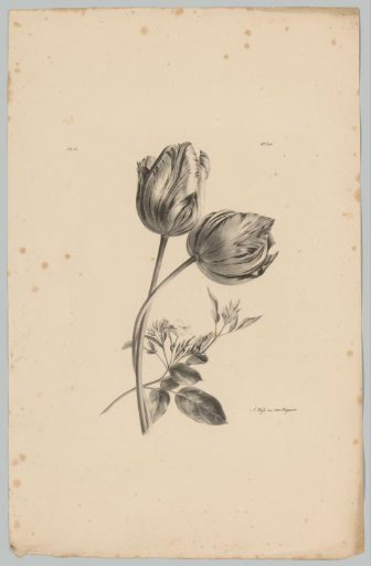 Two tulips and other flower