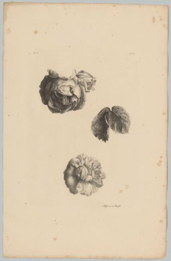 Two roses and leaves