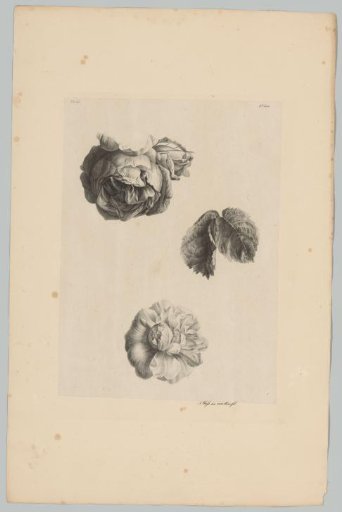 Two roses and leaves