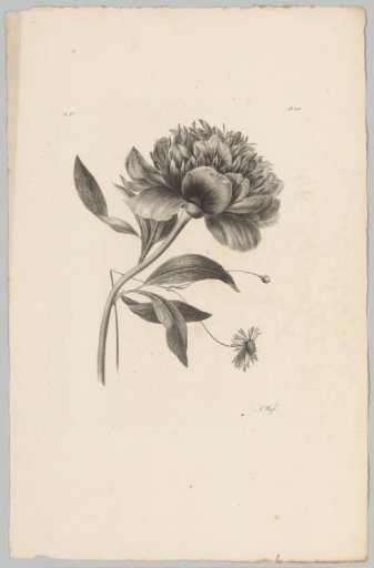 Peony