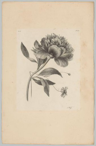 Peony and other flowers