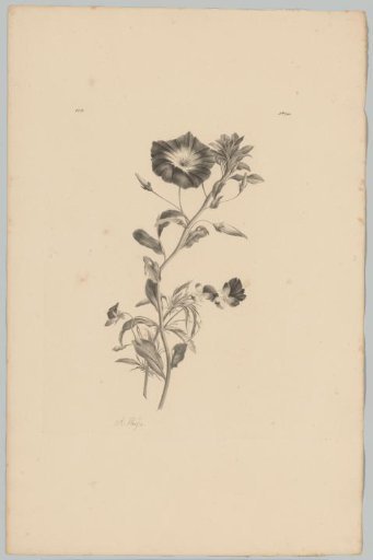 Silver vine and violets