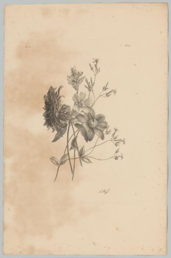 Various flowers