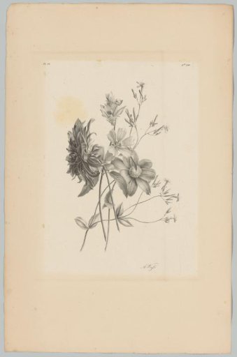 Various flowers