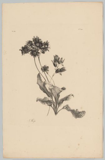 Various flowers