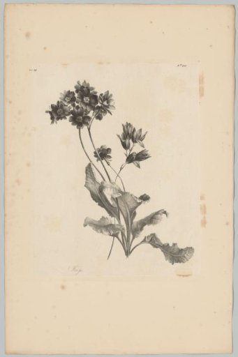 Various flowers