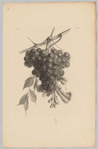 Bunch of grapes