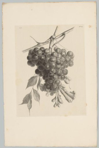 Bunch of grapes