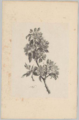 Blossoms