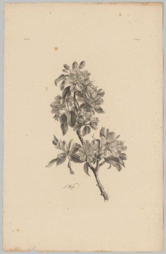 Blossoms