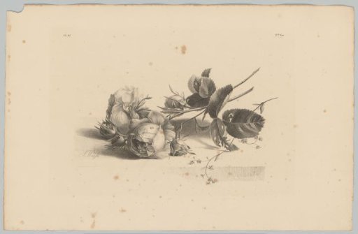 Roses and forget-me-nots