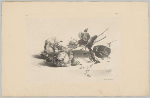 Roses and forget-me-nots