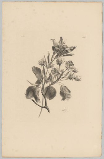 Lily and blossoms