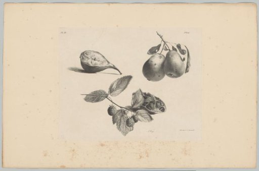 Fig, pears, blackberries and pomegranate