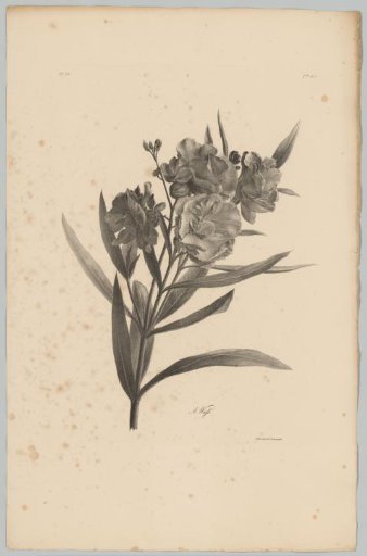 Oleander