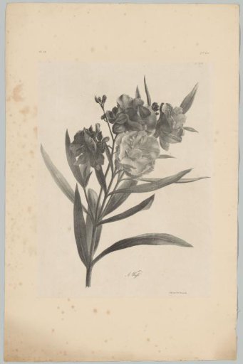 Oleander