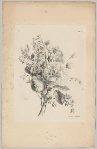 Rose and other flowers
