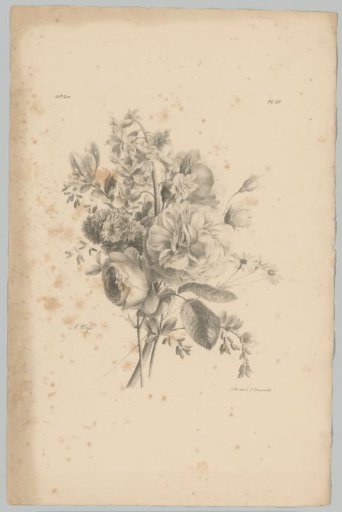 Rose and other flowers
