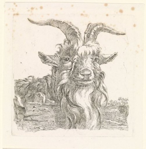 Head of a goat
