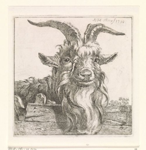 Head of a goat
