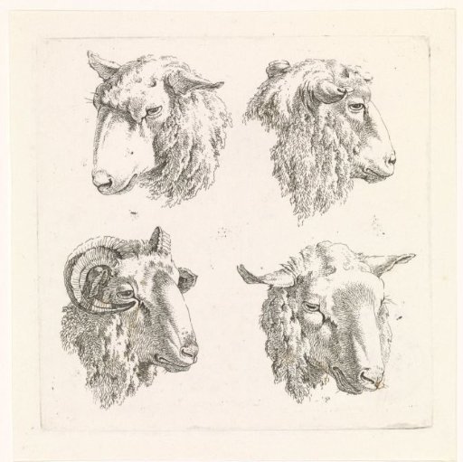 Four sheep heads