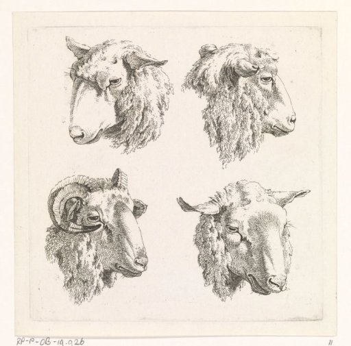 Four sheep heads