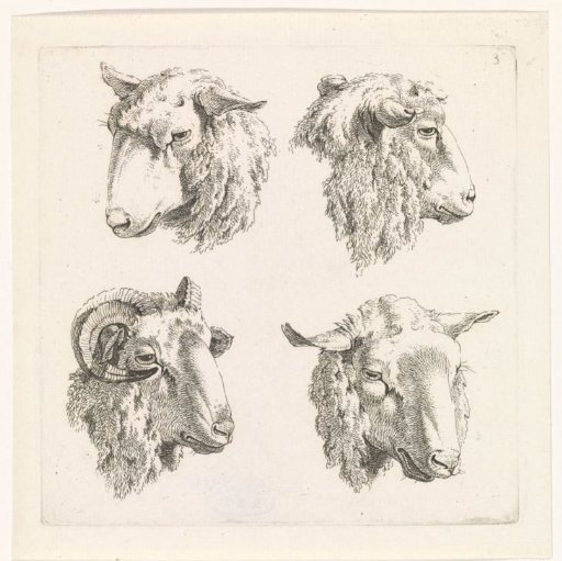Four sheep heads