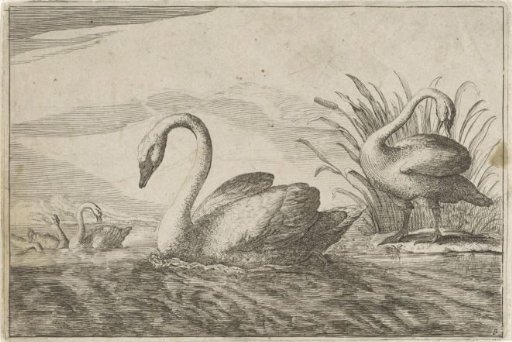 Swans