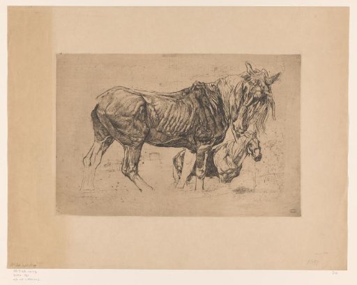 Two horses