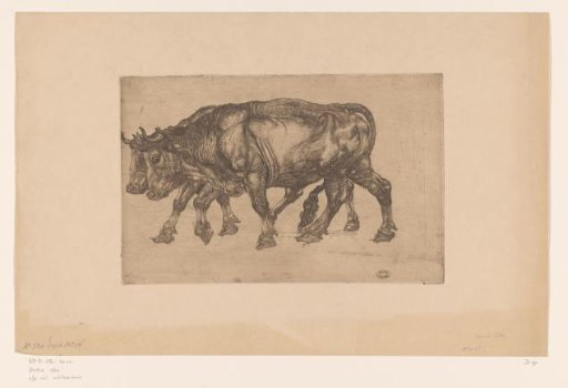 Two oxen