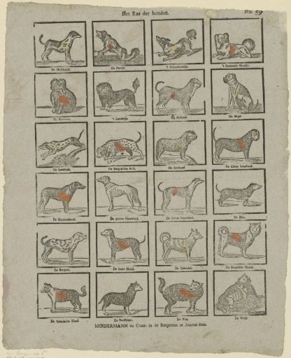 The race of dogs