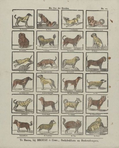 The race of dogs