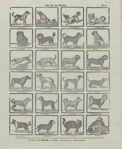 The race of dogs